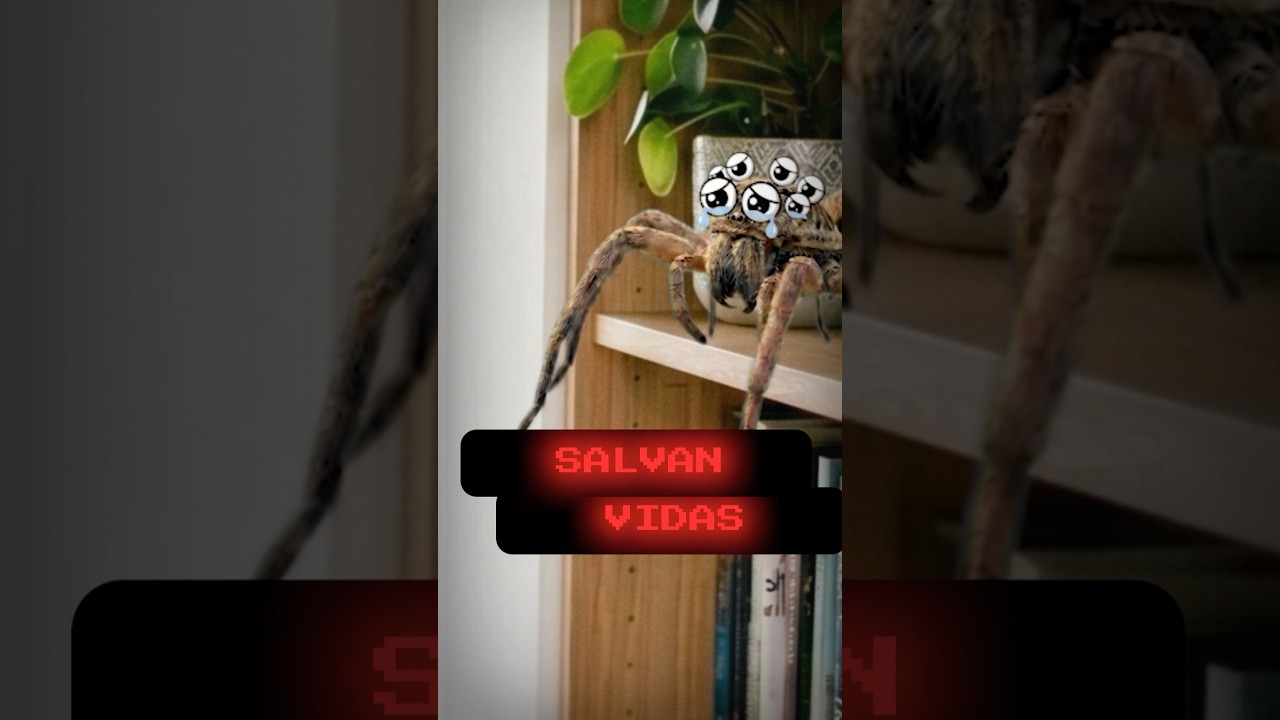 ¿Por qué las arañas salvan tu vida?! 😳
