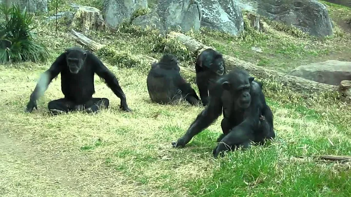 Nori plays with a piece of bark, holds onto Terry.MOV