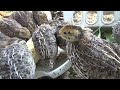 16 days  old quails baby