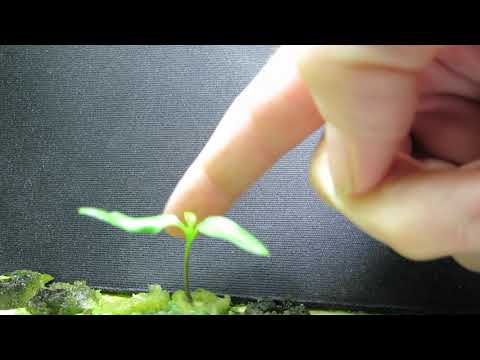 Video: Pepper Seedlings From A To Z