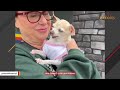 Blind chihuahua that lived in bathtub is finally free