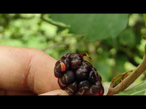 Vídeo: Morera Als Afores. Varietats