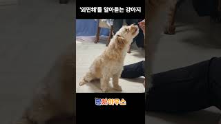 &#39;외면해&#39;를 아는 천재 강아지 #강아지개인기