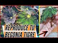 REPRODUCE TU BEGONIA TIGRE / Paso a Paso