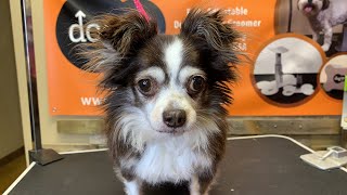 Cutest chihuahua groom