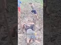 The Funniest Fall Ever 🤣