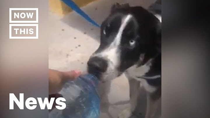 Man Saves Dog From Hot Car by Smashing Window | NowThis