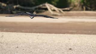 Nature’s Precision Bomber: The Osprey Dive - A9iii in 4K240fps