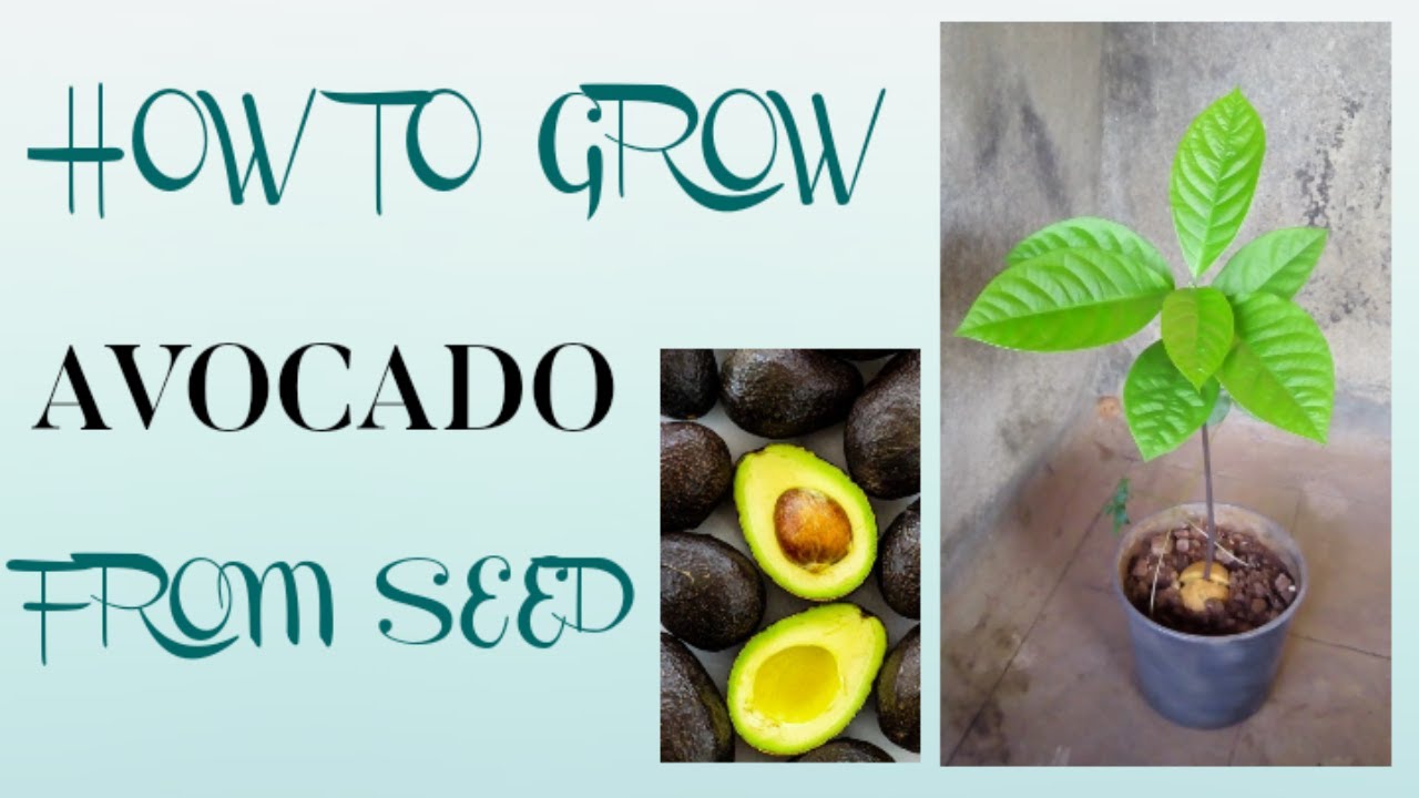 How to grow Avocado from seed - YouTube