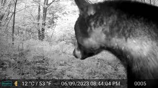 Black Bear scratching his belly!