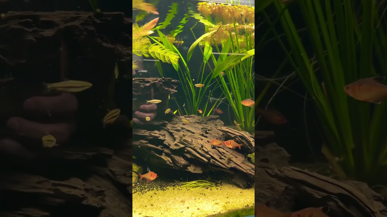 Serpae tetra and dwarf pencil fish in a planted aquarium