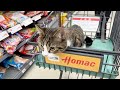 Cat Coco is surprised because he went shopping for the first time