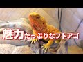 フトアゴが可愛すぎる動画/Pogona vitticeps
