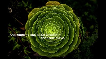 Fibonacci   The Hidden Code in Nature, Art, and Universe