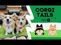 Talking Corgis Go on WILD and CRAZY Adventures!