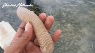 Download Lagu Berburu Teripang Paling Enak | Rasanya Manis Tak Ada Duanya MP3