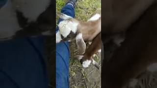 Ken and Ryu the goat brothers #goats #cutegoats #nigeriandwarfgoats #goatfarming #homestead