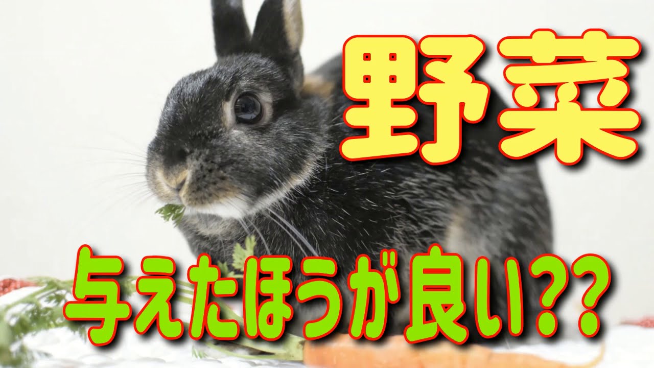 うさぎに与えて良い野菜 与えてはいけない野菜 獣医師が解説 うさぎに野菜を与える場合 うさぎの食事 Vol 4 Youtube うさぎに与えて良い野菜 与えてはいけない野菜 獣医師が解説 うさぎに野菜を与える場合 うさぎの食事 Vol 4 Youtube