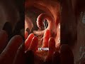 How Intestinal Worms Infect Your Gut | Anatomy Arts