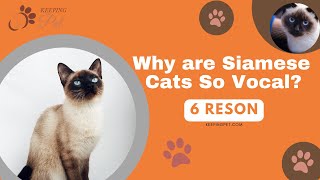6 Reasons Why are Siamese Cats So Vocal? (What Can You Do About It) (MUSTKNOW)