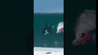 Episode 319 — Orca and Shark in the Same Wave (Feeding or Just Passing By?)