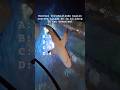 Hoeveel verschillende haai soorten in blijdorp? #quiz #shorts #shark