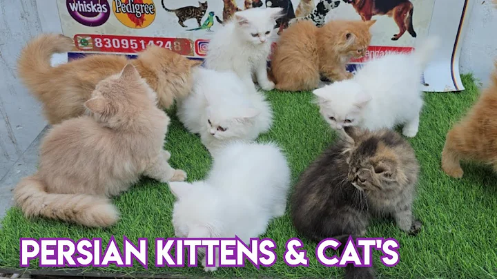 Video 7099011: persian kitten, pet farms, punch face cat, cat bicolour, male cat