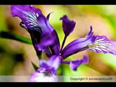 NAA PRANA PRIYUDA....... Telugu Christian Song