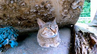 船の下で休んでいた野良猫、近くに行ったらゆっくりモフられに出てきた