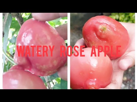 WATERY ROSE APPLE IN MY BACKYARD