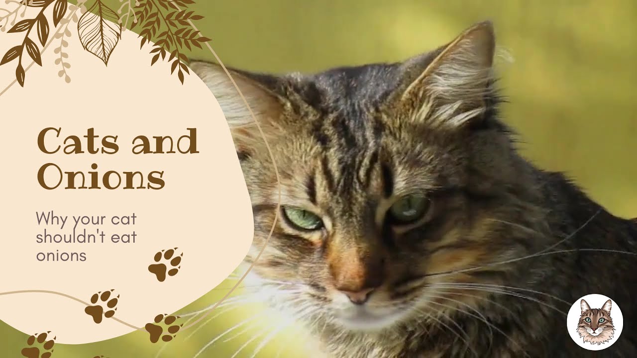 Cats and Onions YouTube