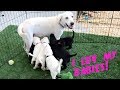 LABRADOR DAISY FEEDS HER SIX WEEK OLD PUPPIES!