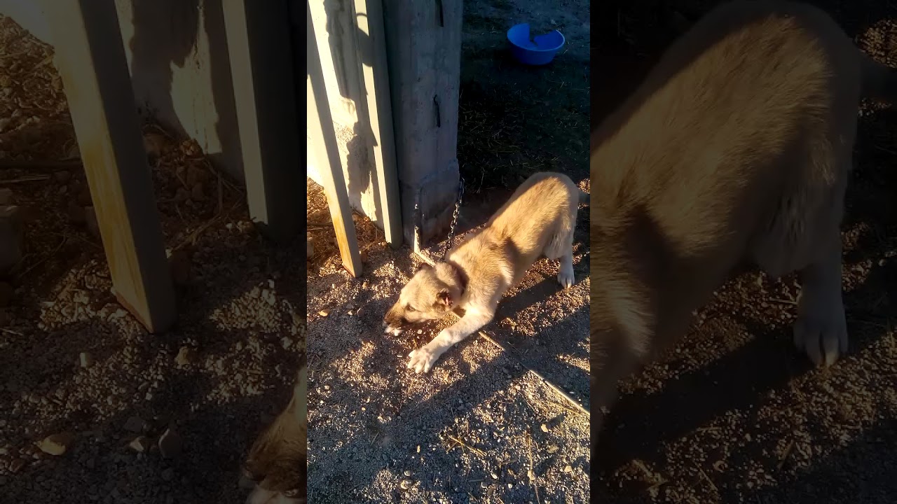 En sert köpek havlaması (KANGAL ENİK) YouTube