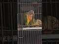 #birds #sunconuremalayalam #conure #lovebirds #talkingparot #parrot #parrot #parrot #ringnecks #pets