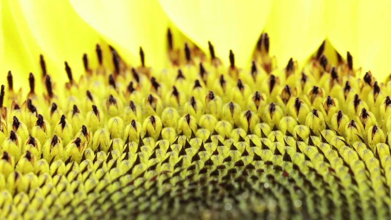 Sonnenblume nah Zeitraffer / sunflower close timelapse YouTube