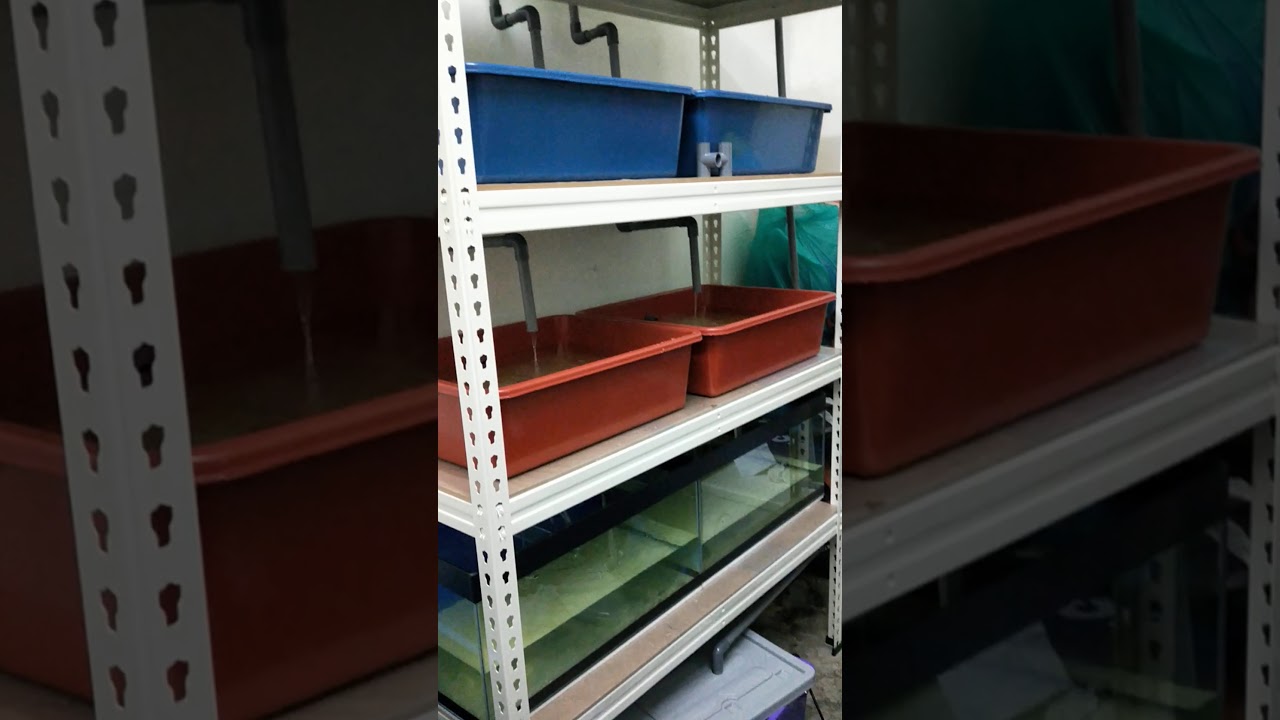 Cara ternak Lobster Air Tawar di rumah. 