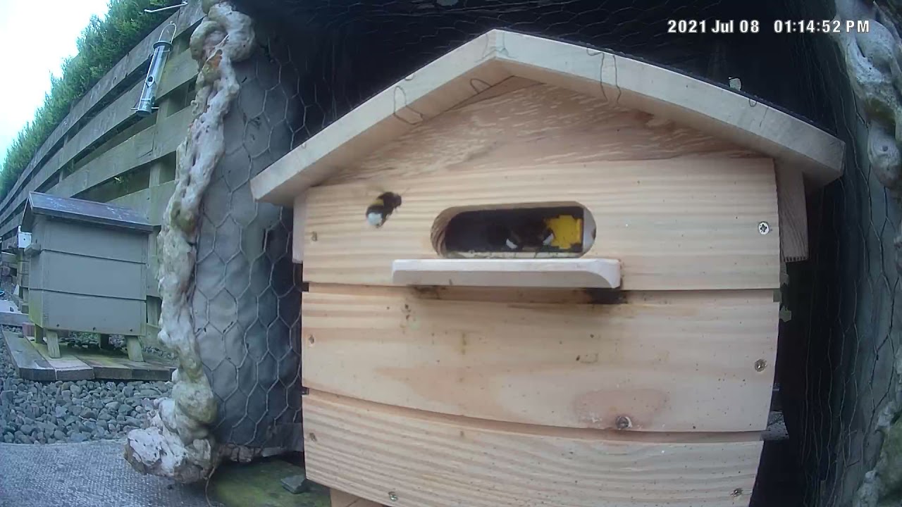 New Queen Bumblebees emerging from nest & orienting (Bufftailed Bombus