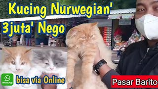 Update Harga kucing di Pasar Barito tahun 2023