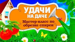 видео: Удачи на даче.Правильная обрезка спиреи серой (30.10.2025) картинка: Удачи на даче.Правильная обрезка спиреи серой (30.10.2025)