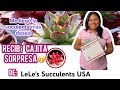 RECIBÍ UNA CAJITA SORPRESA 🫢 De LeLe&#39;s Succulents USA  Llegó la suculenta que más quería!!