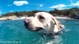 Labrador nuota al mare ripreso sott& 39 acqua che nuota