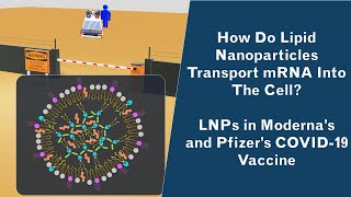 Lipid Nanoparticles - How do they work - Structure of LNPs - LNPs in mRNA vaccine Pfizer/Moderna