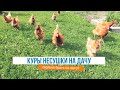 Сколько кур несушек брать на дачу в летний курятник?