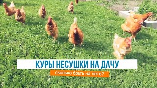 Сколько кур несушек брать на дачу в летний курятник?