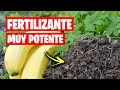 NUEVO FERTILIZANTE con Cascara de PLATANO 🍌 (Nutrientes para tus Plantas) | La Huerta de Ivan