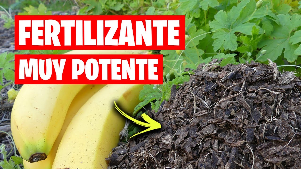 salchicha Tendencia biografía NUEVO FERTILIZANTE con Cascara de PLATANO 🍌 (Nutrientes para tus Plantas)  | La Huerta de Ivan - YouTube