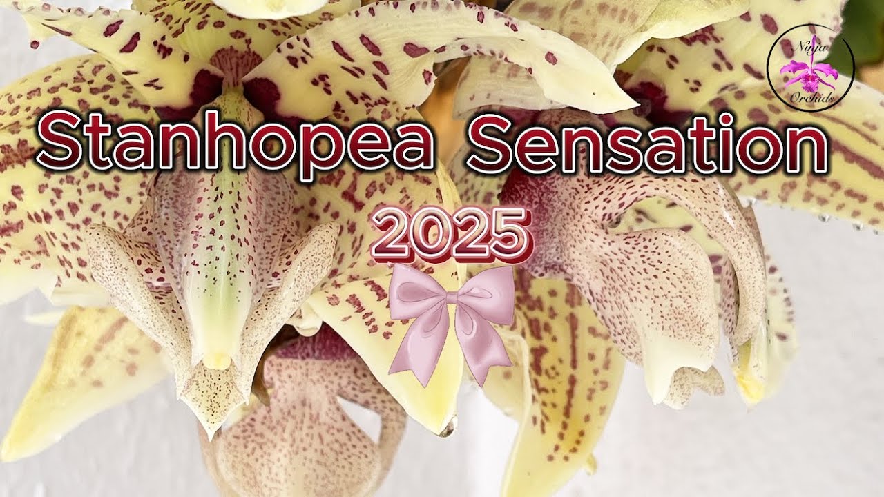 The Most Beautiful 3-Day Orchid EVER 🙌🏼 Wait, It Lasted How Long?! INSANE  STANHOPEA! #ninjaorchids