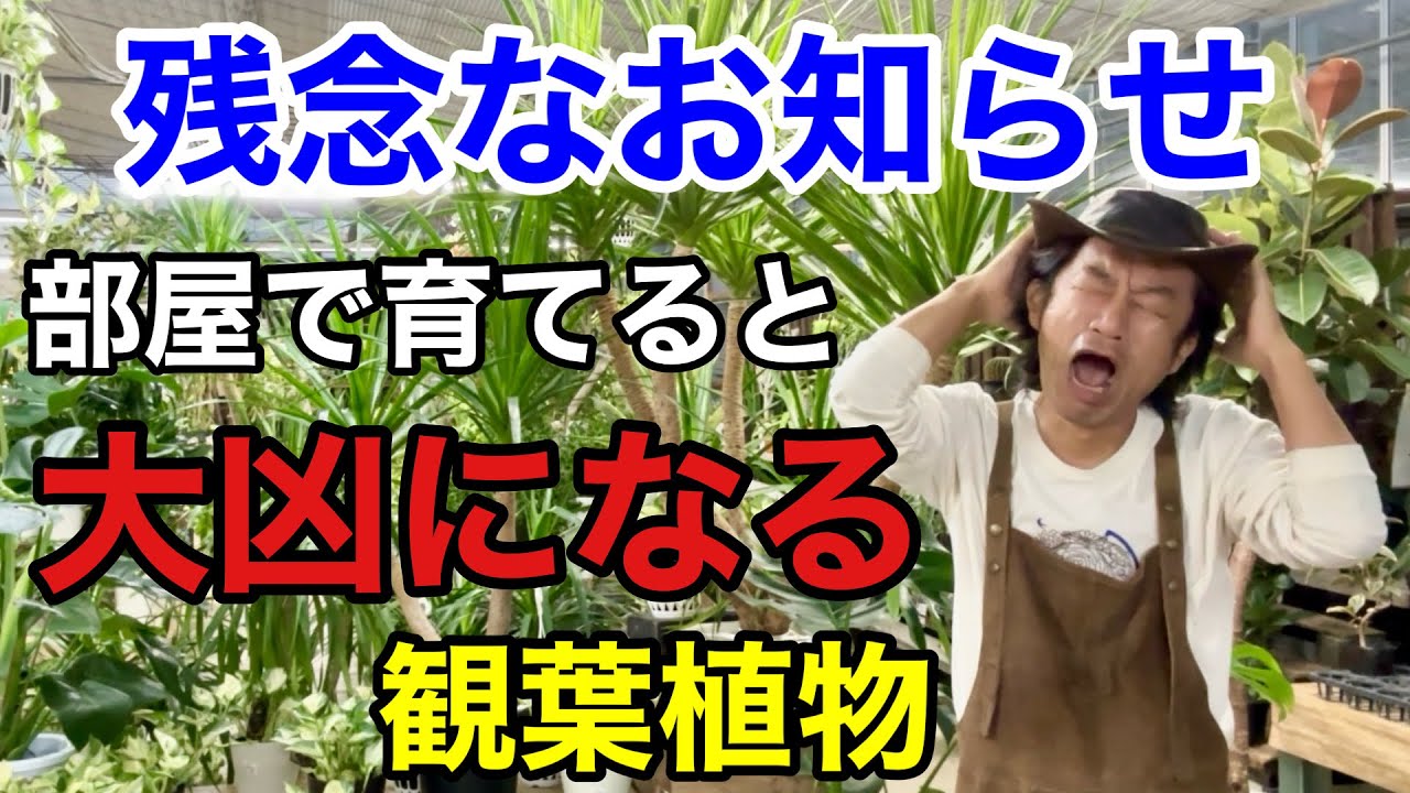 【ヤバいヤバいヤバい】負の運気を跳ね返す観葉植物教えます　　　【カーメン君】【園芸】【ガーデニング】【初心者】