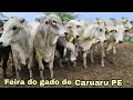 FEIRA DO GADO DE CARUARU PE TERÇA FEIRA 15/06/2021
