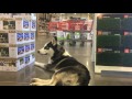 Siberian Husky ~Buddy~ Before & After OLK9 Best dog trainers in Arizona Siberian Husky ~Buddy~ Before & After OLK9 Best dog trainers in Arizona